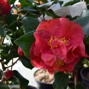 Camellia japonica 'Doctor King' 100-125 cm